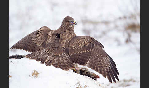 Mäusebussard (Buteo buteo)