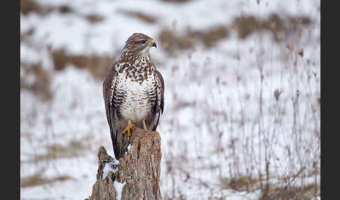 Mäusebussard (Buteo buteo)