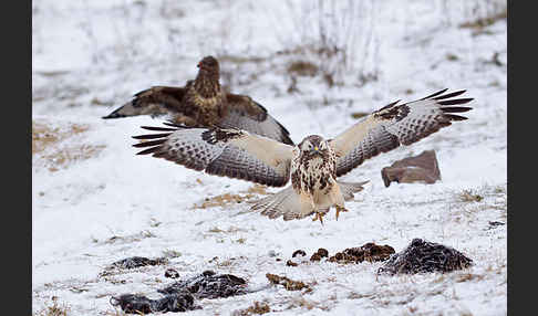 Mäusebussard (Buteo buteo)