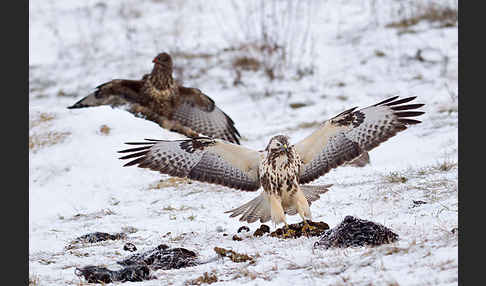 Mäusebussard (Buteo buteo)