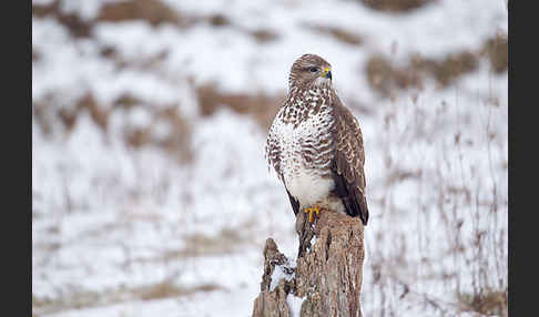 Mäusebussard (Buteo buteo)