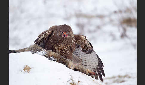 Mäusebussard (Buteo buteo)