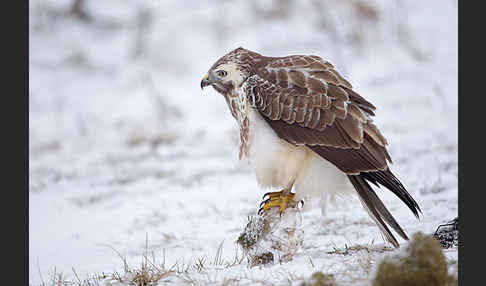 Mäusebussard (Buteo buteo)