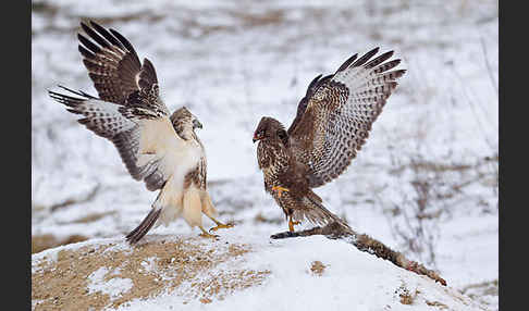 Mäusebussard (Buteo buteo)