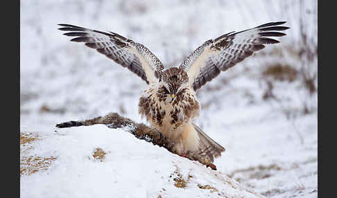 Mäusebussard (Buteo buteo)