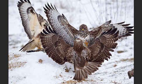 Mäusebussard (Buteo buteo)