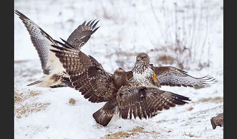 Mäusebussard (Buteo buteo)