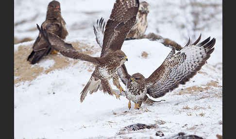 Mäusebussard (Buteo buteo)