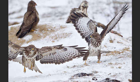 Mäusebussard (Buteo buteo)