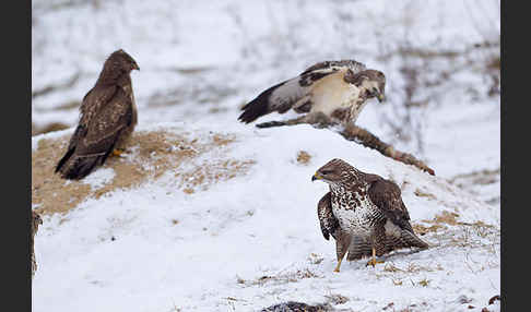 Mäusebussard (Buteo buteo)