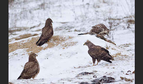 Mäusebussard (Buteo buteo)