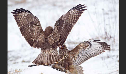 Mäusebussard (Buteo buteo)