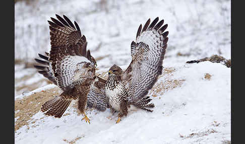 Mäusebussard (Buteo buteo)