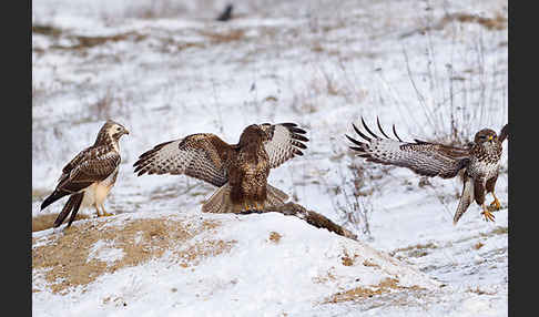 Mäusebussard (Buteo buteo)