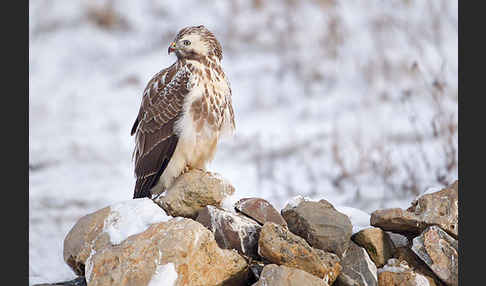 Mäusebussard (Buteo buteo)