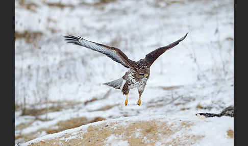 Mäusebussard (Buteo buteo)