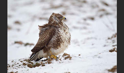 Mäusebussard (Buteo buteo)