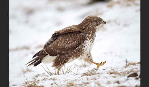 Mäusebussard (Buteo buteo)