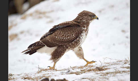 Mäusebussard (Buteo buteo)