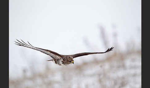 Mäusebussard (Buteo buteo)