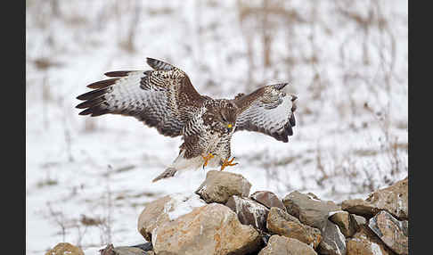 Mäusebussard (Buteo buteo)