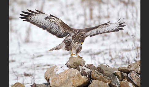 Mäusebussard (Buteo buteo)