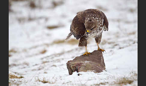 Mäusebussard (Buteo buteo)