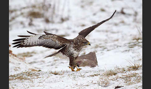 Mäusebussard (Buteo buteo)