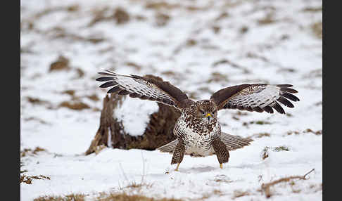 Mäusebussard (Buteo buteo)