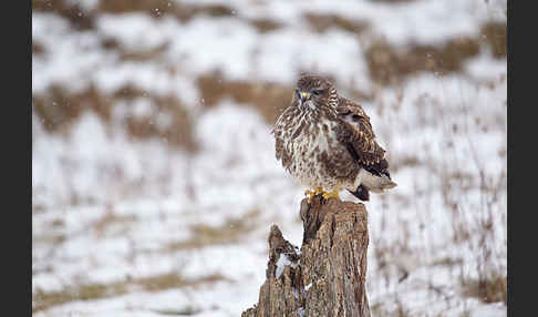 Mäusebussard (Buteo buteo)