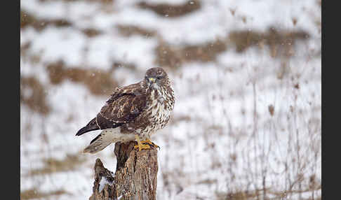 Mäusebussard (Buteo buteo)