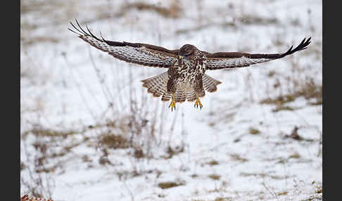 Mäusebussard (Buteo buteo)