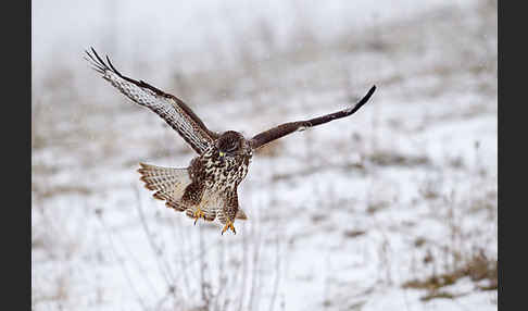 Mäusebussard (Buteo buteo)