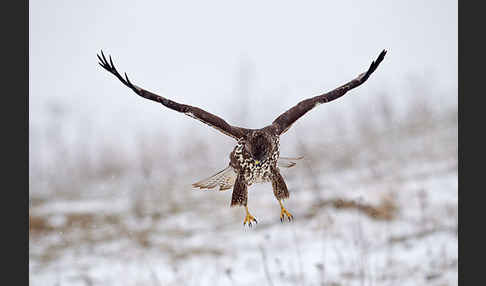 Mäusebussard (Buteo buteo)