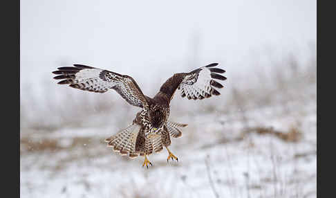 Mäusebussard (Buteo buteo)