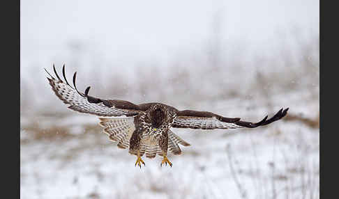 Mäusebussard (Buteo buteo)