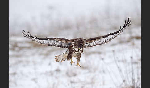 Mäusebussard (Buteo buteo)