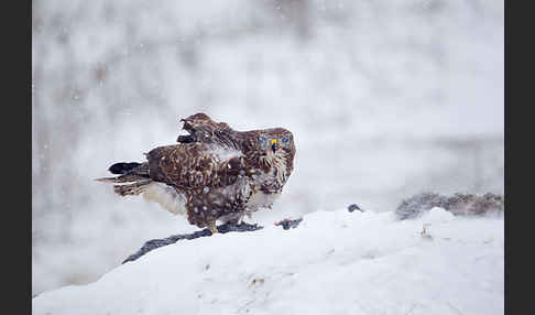 Mäusebussard (Buteo buteo)