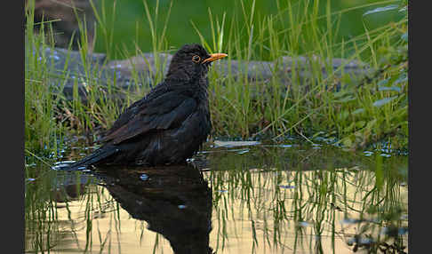 Amsel (Turdus merula)