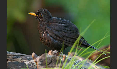 Amsel (Turdus merula)