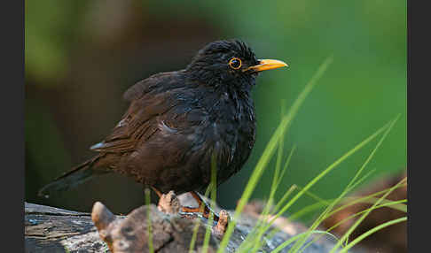 Amsel (Turdus merula)