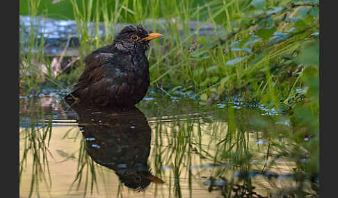 Amsel (Turdus merula)