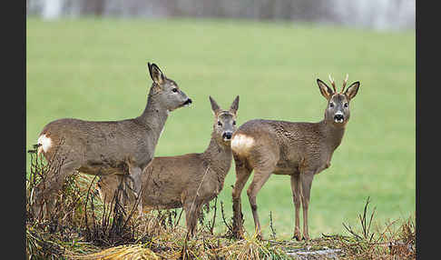 Rehwild (Capreolus capreolus)