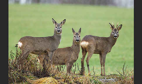 Rehwild (Capreolus capreolus)