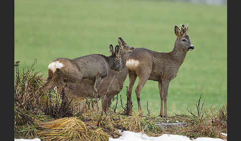 Rehwild (Capreolus capreolus)