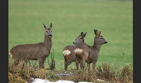 Rehwild (Capreolus capreolus)