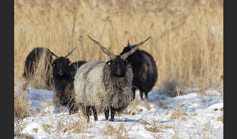 Zackelschaf (Ovis aries strepsiceros Hungaricus)