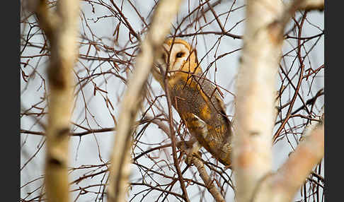 Schleiereule (Tyto alba)