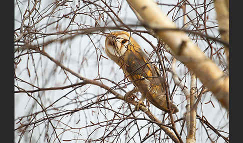 Schleiereule (Tyto alba)