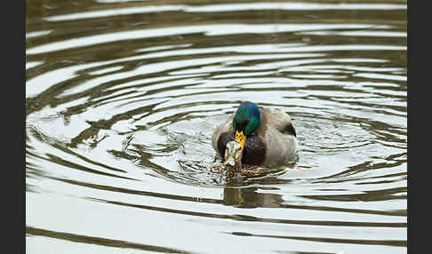 Stockente (Anas platyrhynchos)